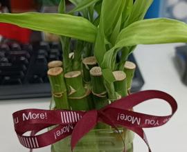 從枯掉的植物到自製木瓜牛奶：我的生活小智慧大公開