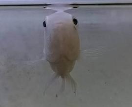 魚兒魚兒水中游~ - 人生的意義