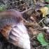 snails