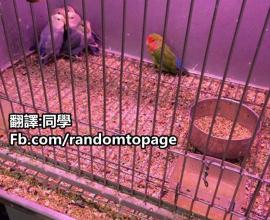 [搞笑][動物]有種族歧視的鸚鵡