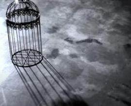 天野月 鳥籠 - 日文經典歌曲推薦 必聽 零~濡鴉的巫女 恐怖遊戲 主題曲