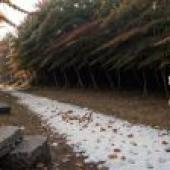 Snow Forest Swing -Andy Goldwus Ecological Art Tablecloth Free Download