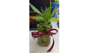 從枯掉的植物到自製木瓜牛奶：我的生活小智慧大公開