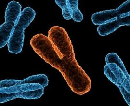 [轉貼][生物][DNA][科學]關於男性的XY染色體…
