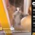 [Meme] Happi Happi Happi Cat Happy Cat Happy Cat Sad Story Behind - Adopt, Don't Shop Pet Trading