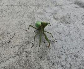 [生活]偶遇螳螂